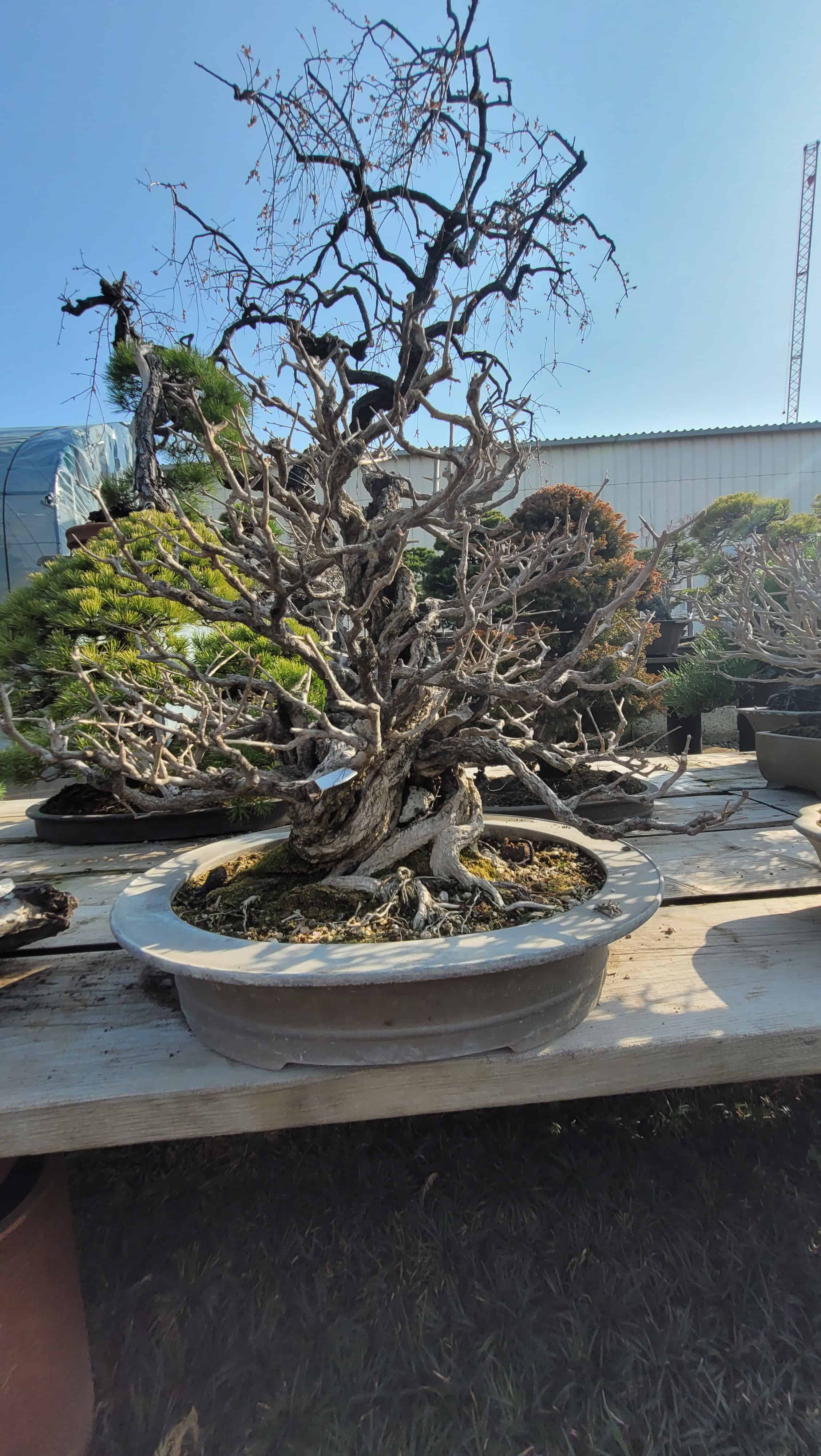 A ginko bonsai tree from omiya in Japan